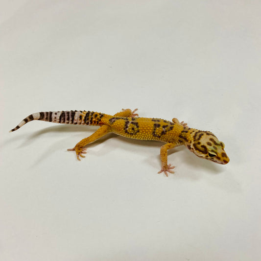 Tremper Tangerine Leopard Gecko Male G-A8-91024-1