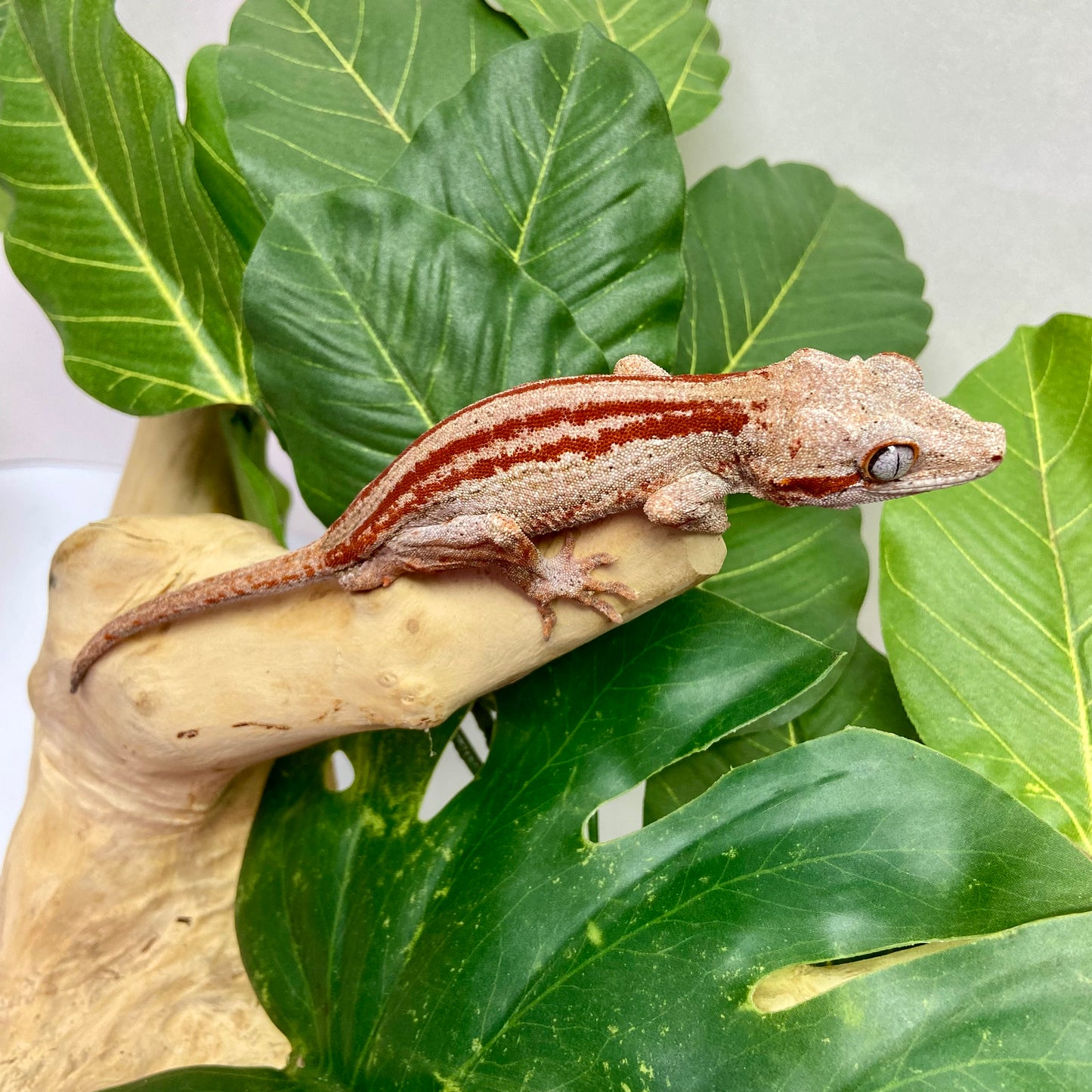 Red/Orange Stripe Gargoyle Gecko 2024 Male MJ02
