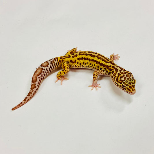 Mack Snow Radar Leopard Gecko Male H-B3-101524-1
