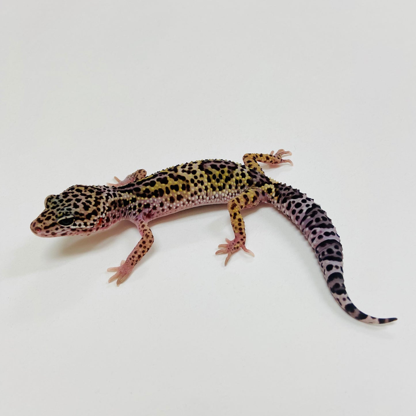 Dark Mack Snow Leopard Gecko 2025-146