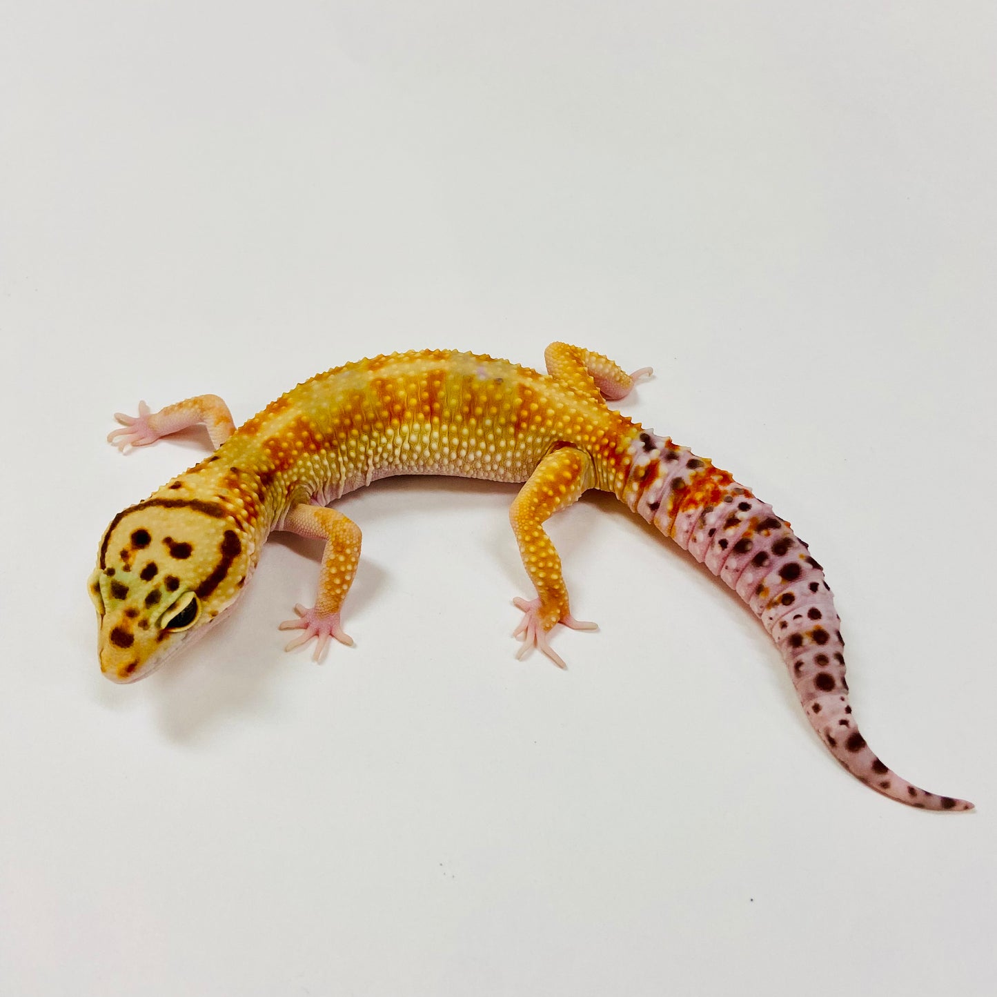 Adult Group 1.4 Citrine Leopard Gecko LBG-02