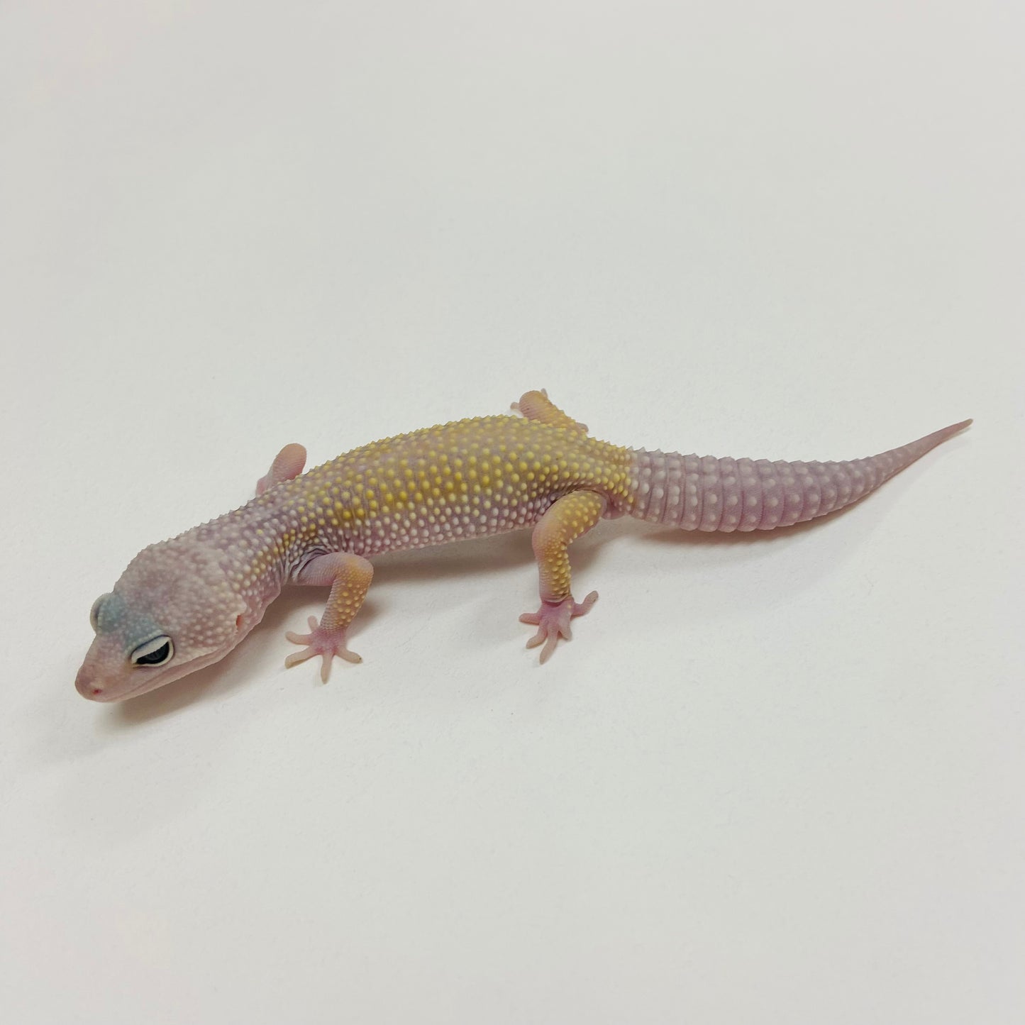 Murphy Patternless Leopard Gecko Male 2025-133