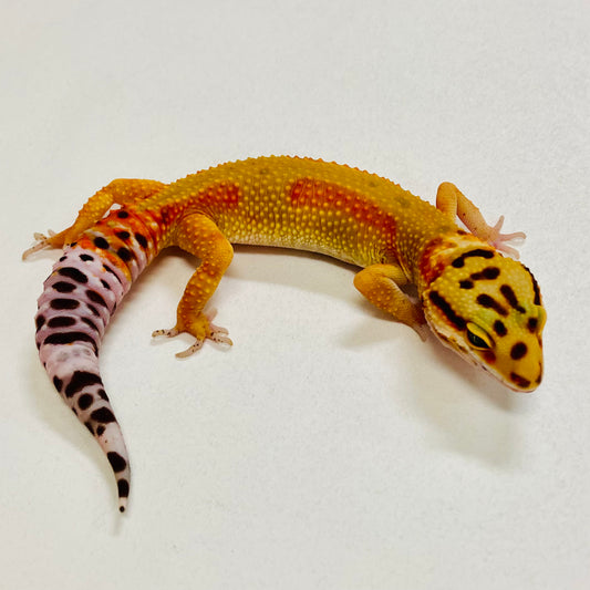 Citrine Leopard Gecko Female 2025-166