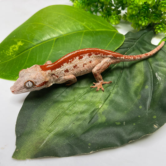 Red Stripe Gargoyle Gecko 2024 Female BML01