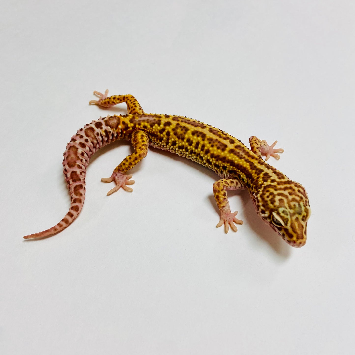 Mack Snow Bell Leopard Gecko Male A-C3-52623-1