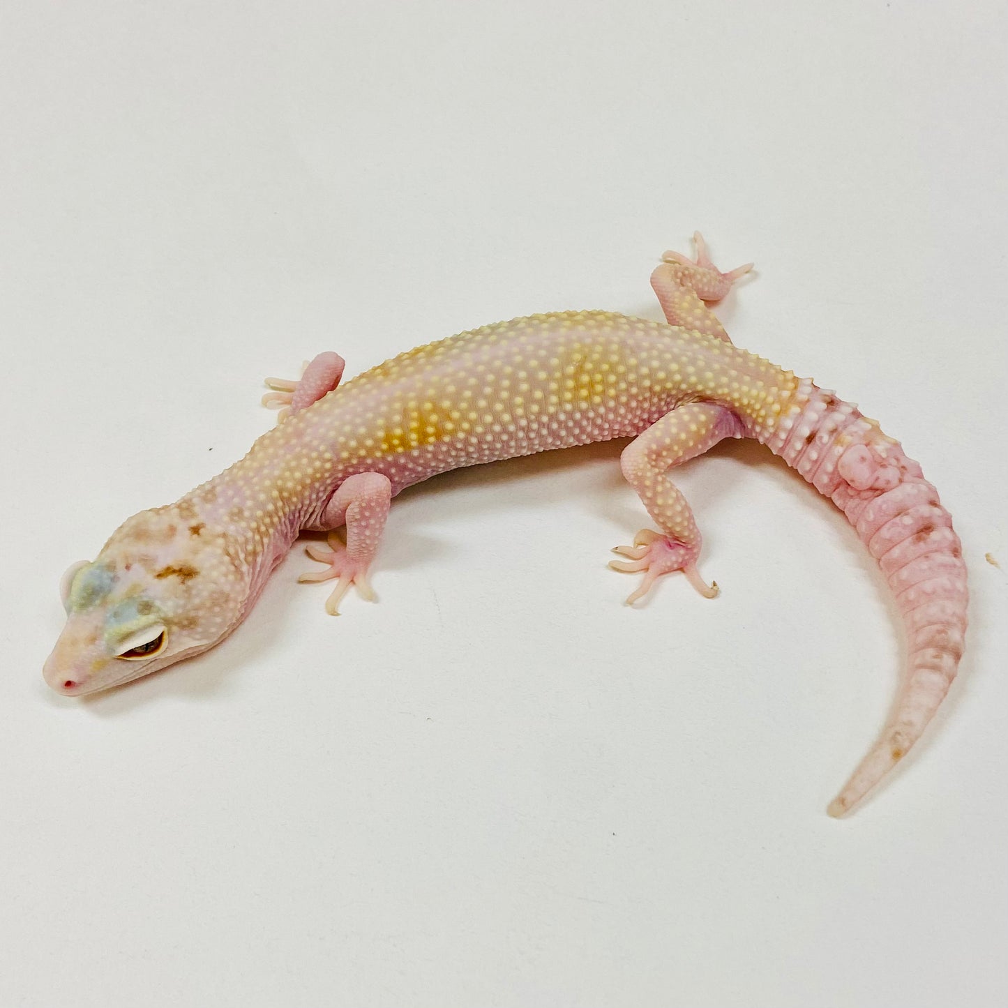 Adult Group 2.5 Bold Bell Eclipse Leopard Gecko LBG-13