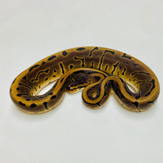Lori Pinstripe Ball Python Male 2025M02