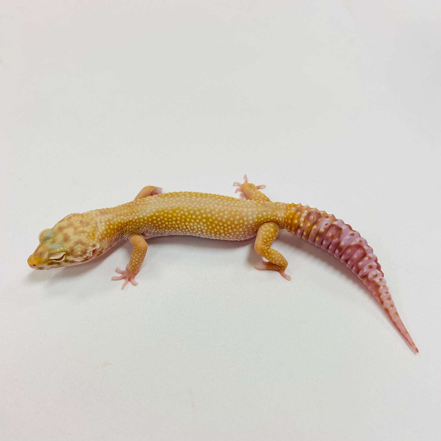 Super Hypo Albino Bell Leopard Gecko Female I-A3-92523-1