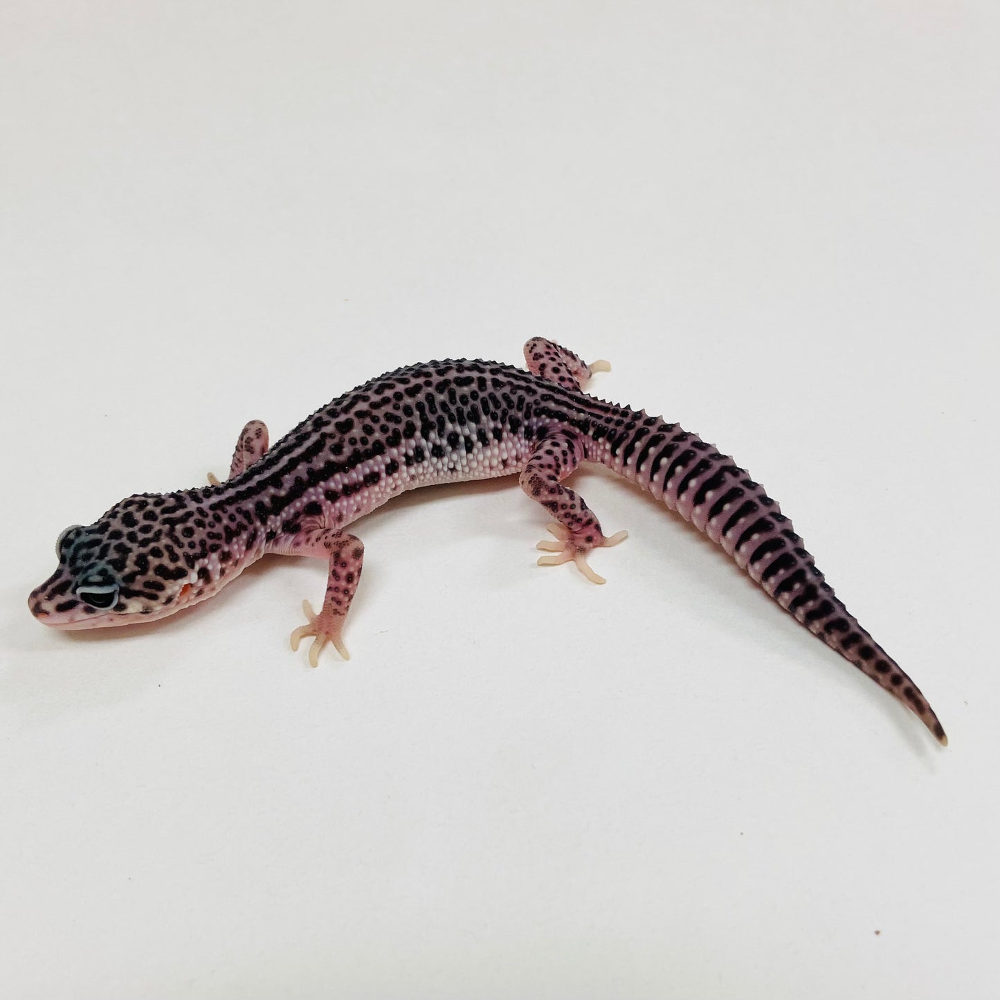 Dark Super Snow Reverse Stripe Leopard Gecko 2025-088