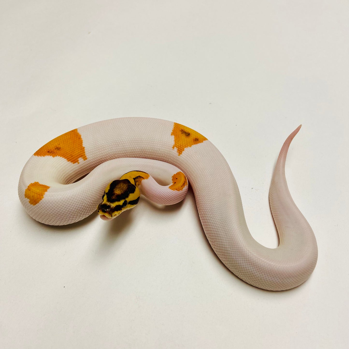 Orange Dream Pied Pos YB Enchi Ball Python Female 2025F01