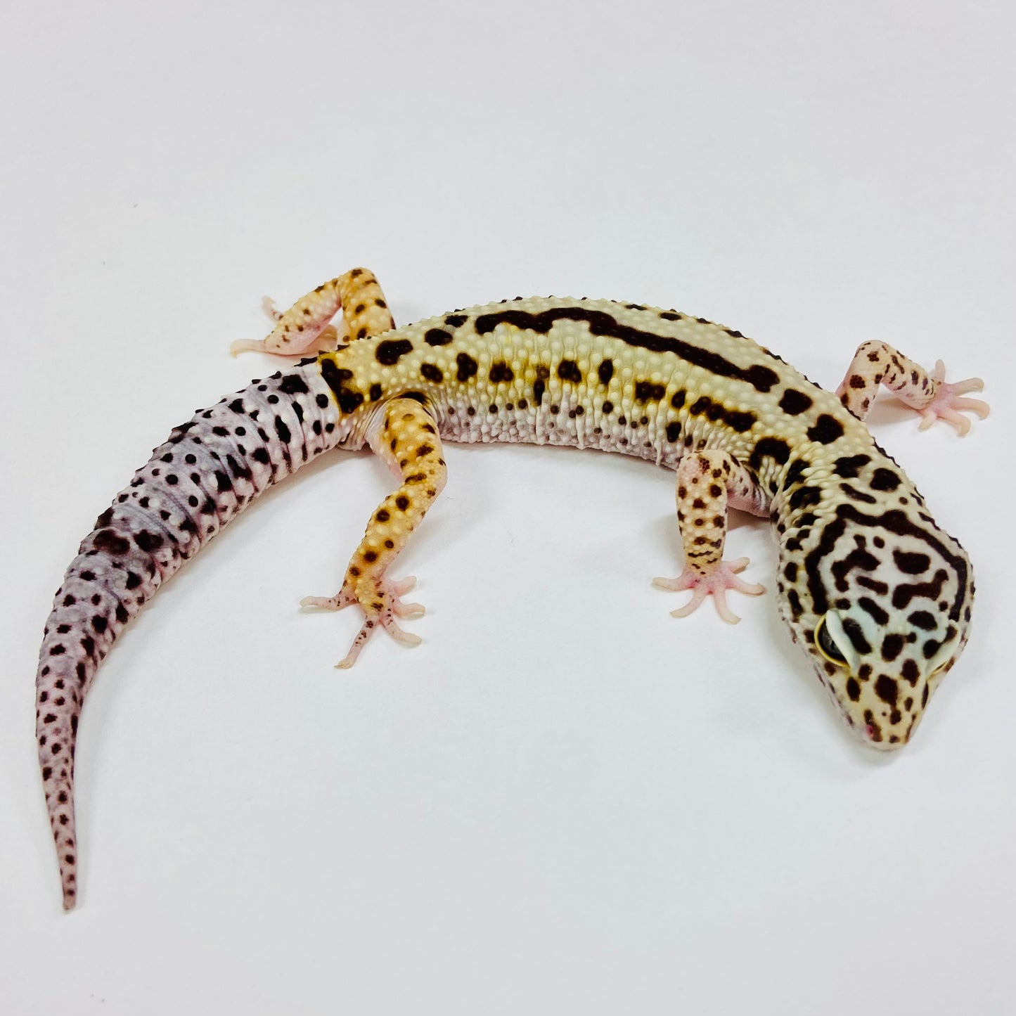 Adult Group 1.4 Lavender Mack Snow Leopard Gecko LBG-15
