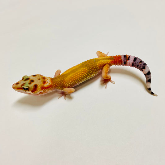 Citrine Leopard Gecko 2025-026