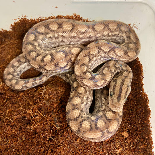 Colombian Rainbow Boa 2025 Female F05