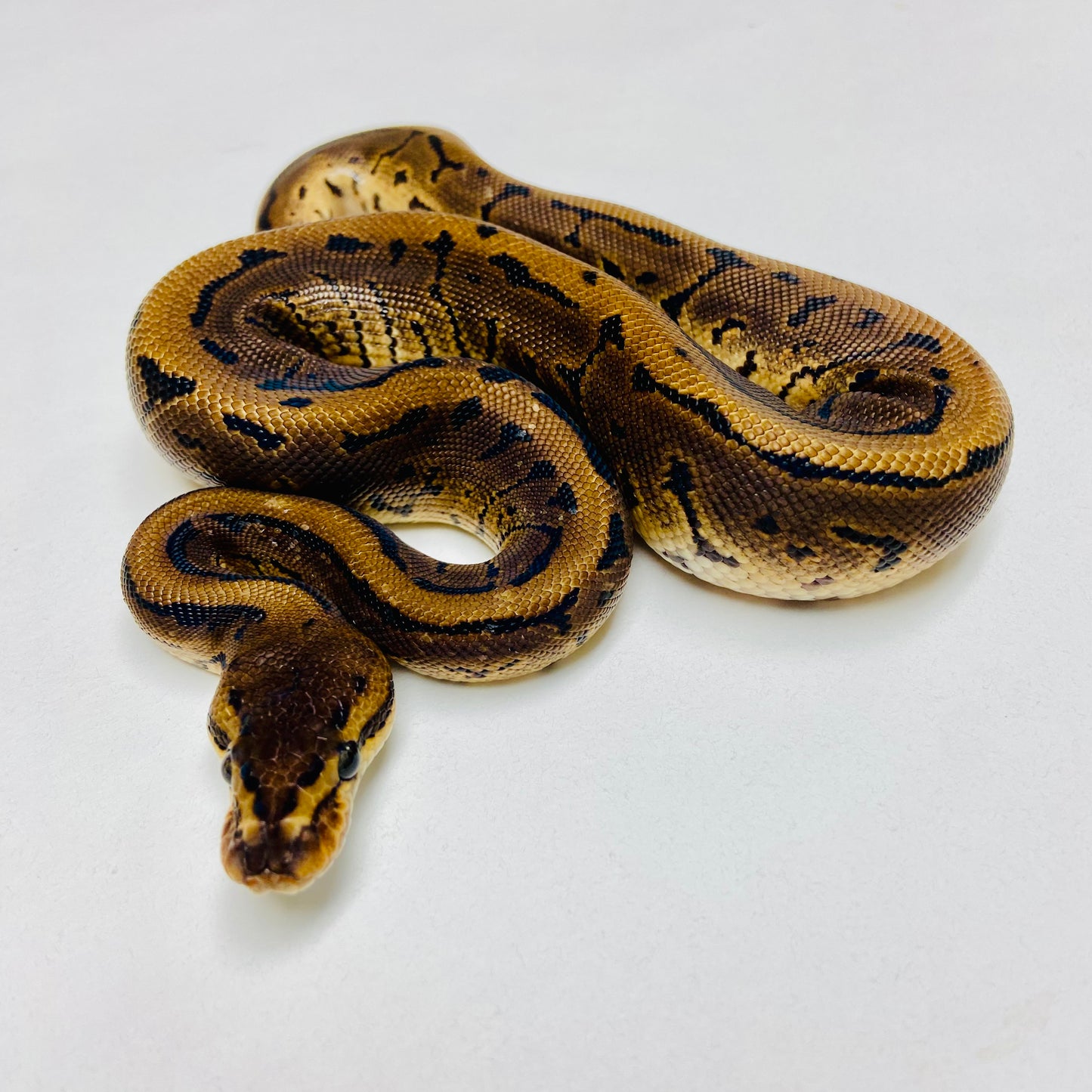 Lori Pinstripe Ball Python Male 2025M01