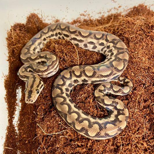 Colombian Rainbow Boa 2025 Male M06