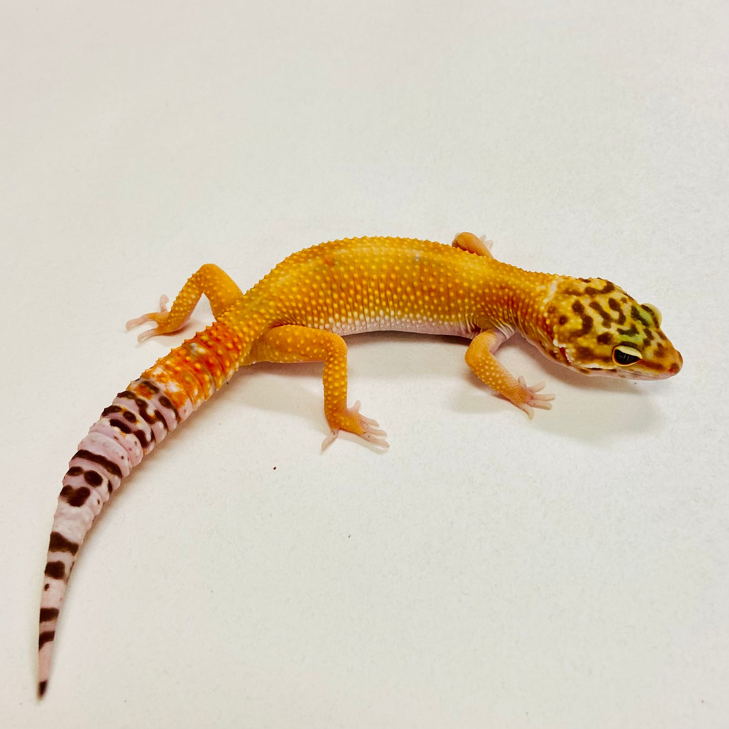Tremper Tangerine Leopard Gecko Female 2025-171