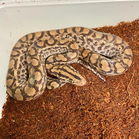 Colombian Rainbow Boa 2025 Female F06