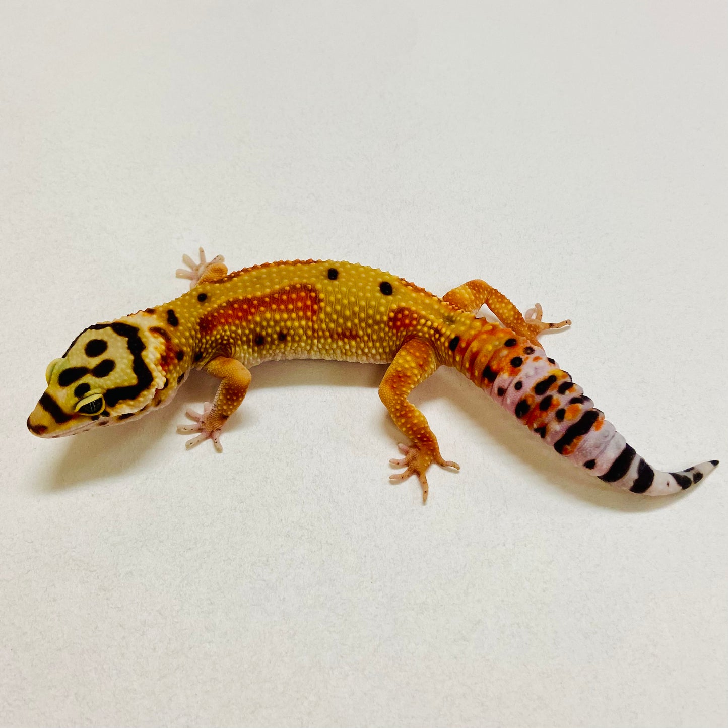 Citrine Leopard Gecko Female 2025-214