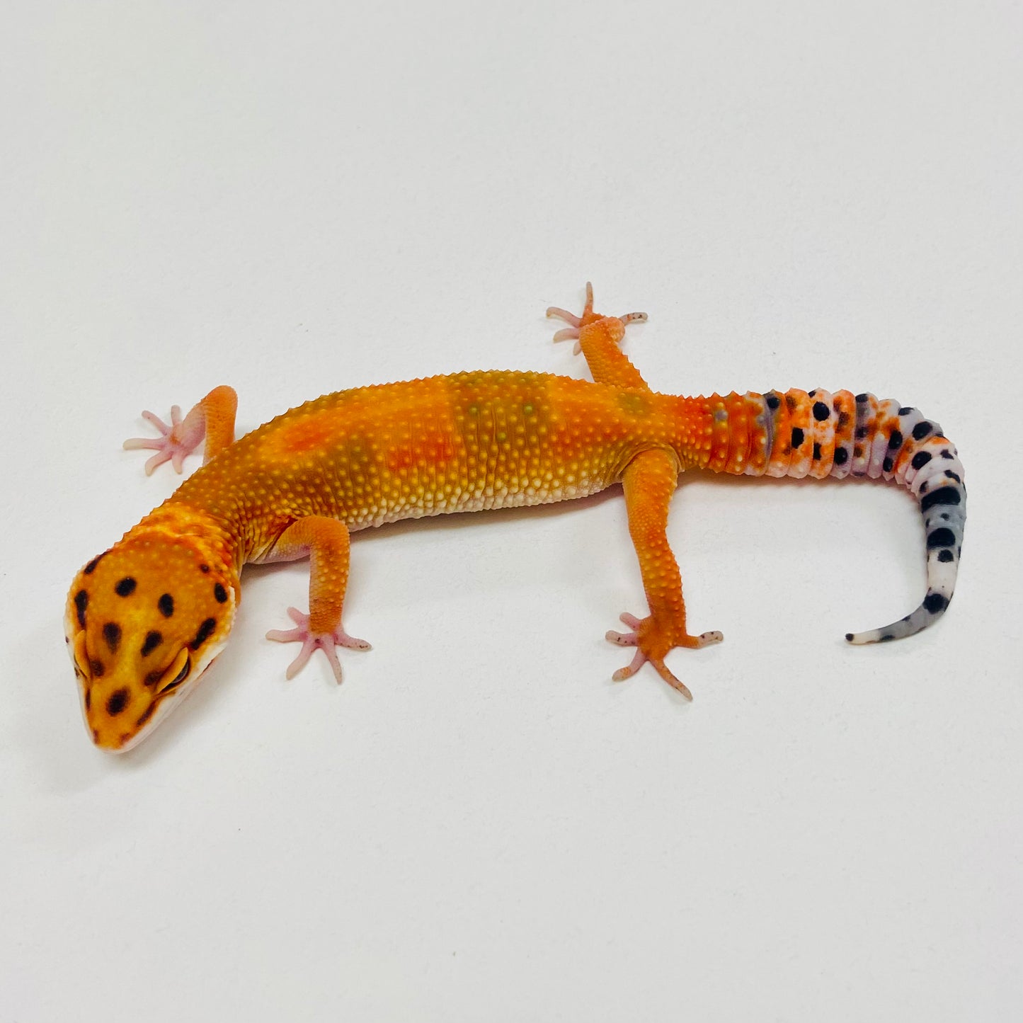 Dark Tangerine Leopard Gecko 2025-141