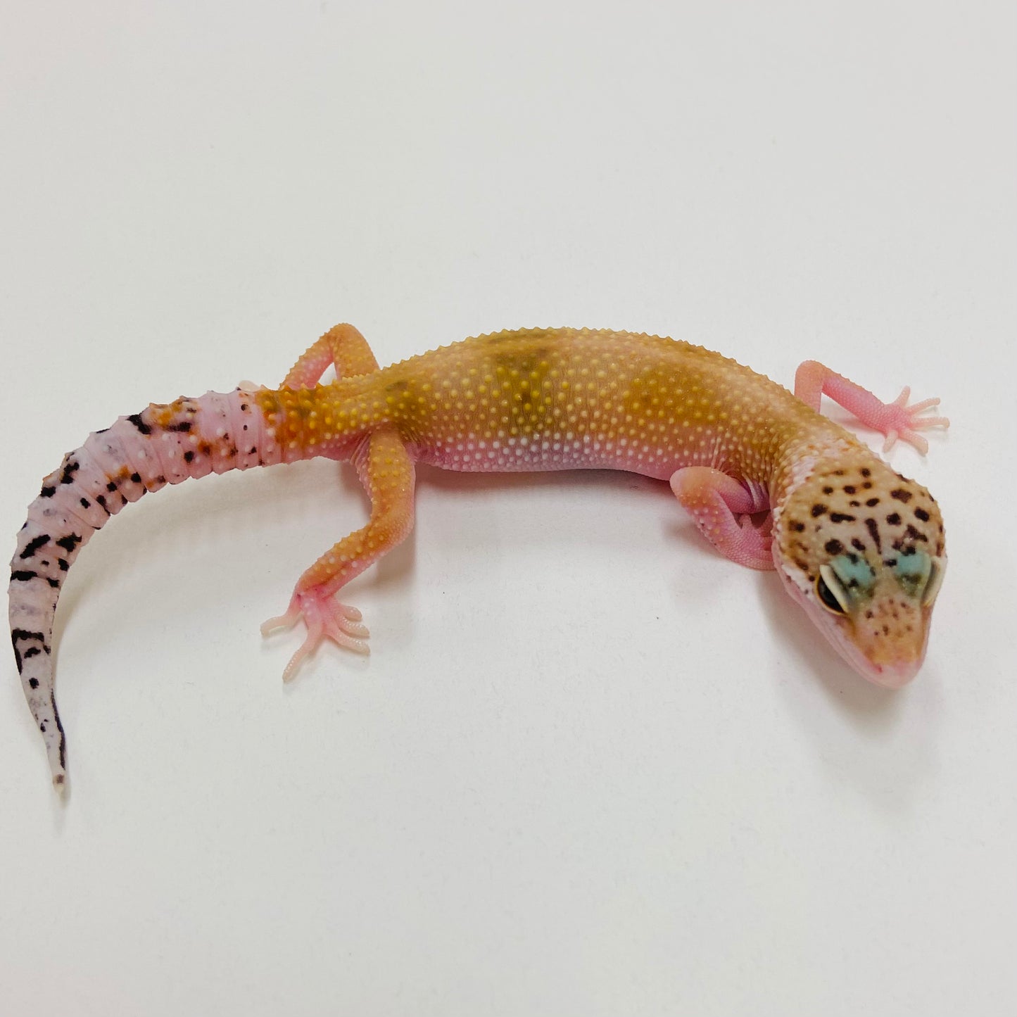 Super Hypo Tangerine Leopard Gecko 2025-053