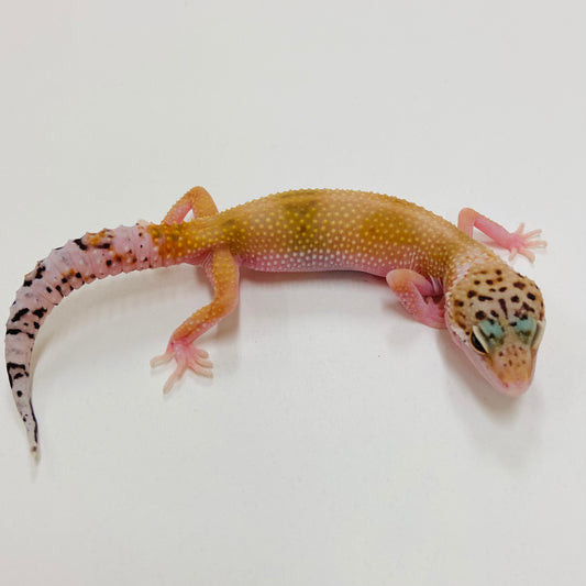 Super Hypo Tangerine Leopard Gecko 2025-053