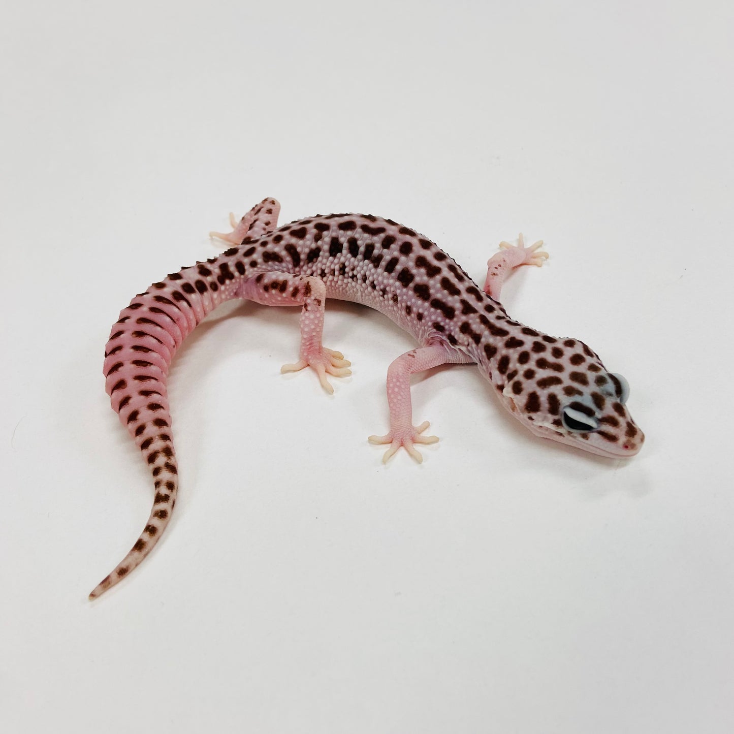 Super Snow Leopard Gecko Female F-H6-82523-1