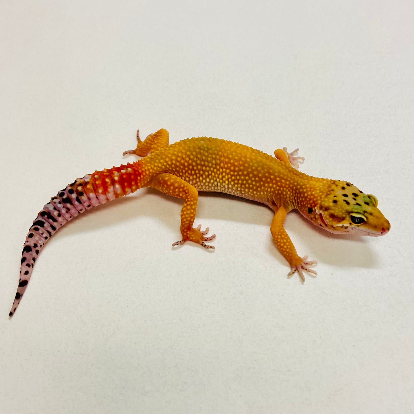 Super Hypo Tangerine Carrot Tail Leopard Gecko Female 2025-188