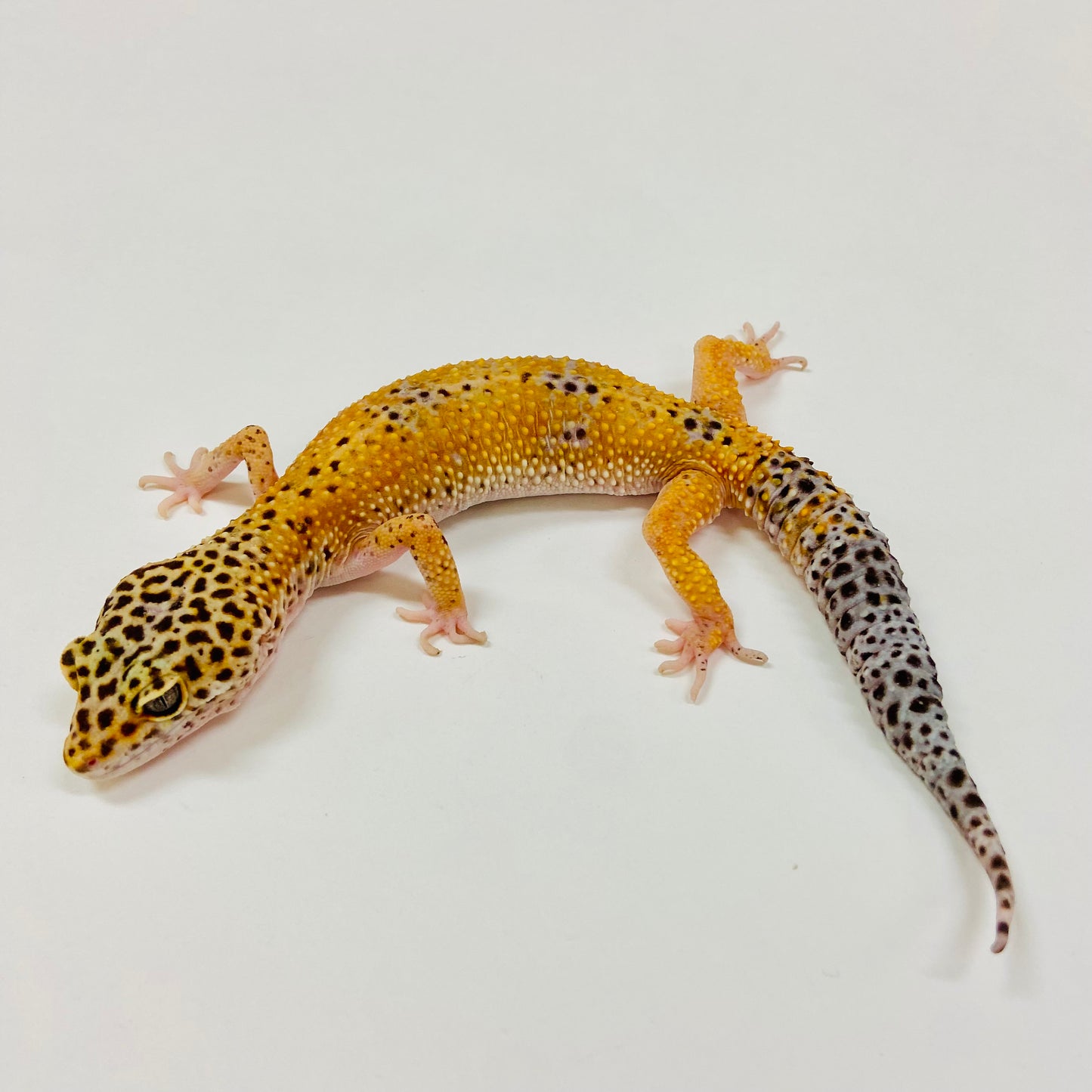 Adult Group 1.4 Tangerine Leopard Gecko LBG-06