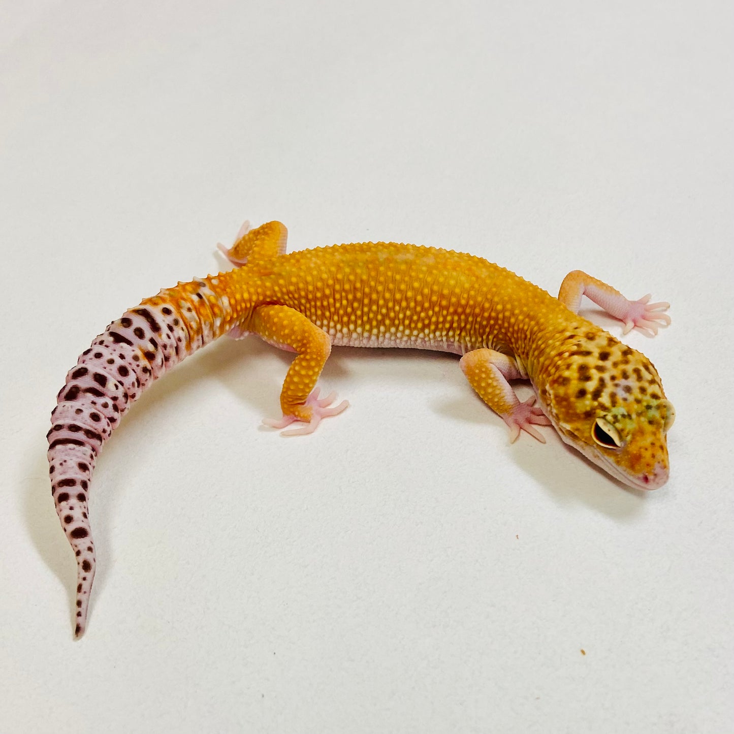 Super Hypo Tangerine Carrot Tail Leopard Gecko Male 2025-190