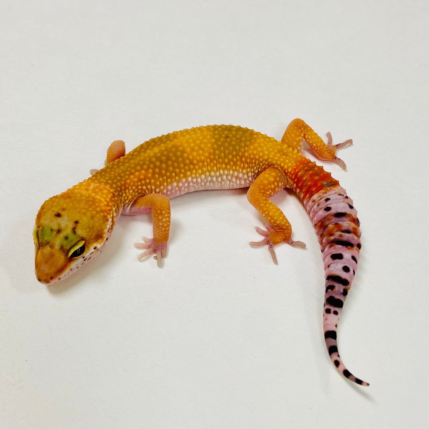Super Hypo Blood Tangerine Carrot Tail Leopard Gecko 2025-100