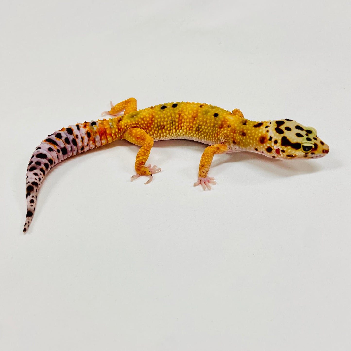 Tangerine Leopard Gecko Female H-A1-92024-1