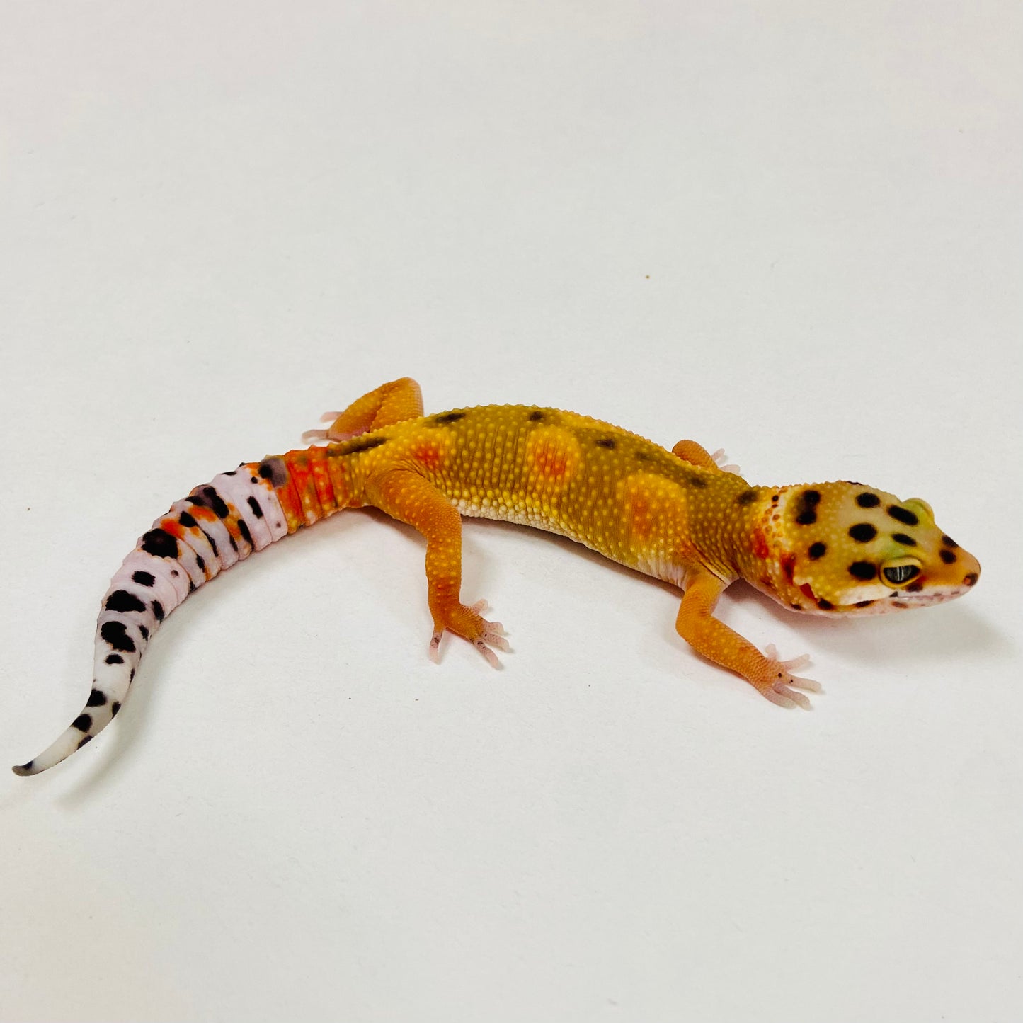 Citrine Leopard Gecko Male 2025-114