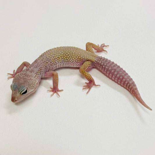 Murphy Patternless Pos MS Pos Female Leopard Gecko 2025-169