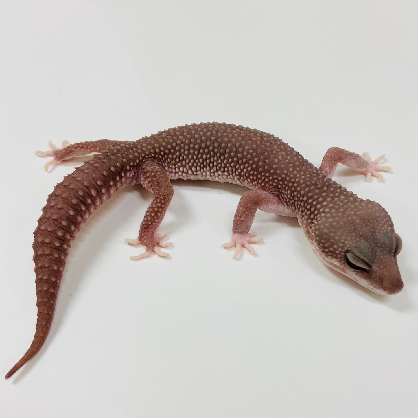 Adult Group 2.1 Tremper Super Snow Murphy Patternless Leopard Gecko LBG-16