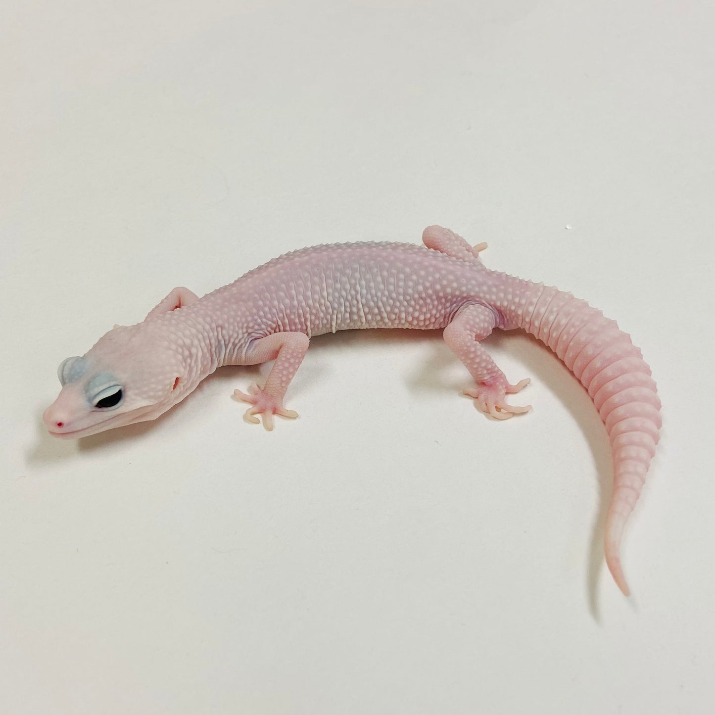 Tremper Blizzard Eclipse Leopard Gecko Male 2025-024