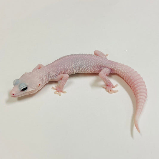 Tremper Blizzard Eclipse Leopard Gecko Male 2025-024