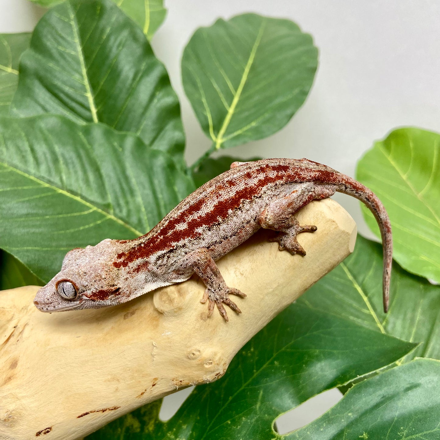 Red/Orange Stripe Gargoyle Gecko 2024 Male 100124-10