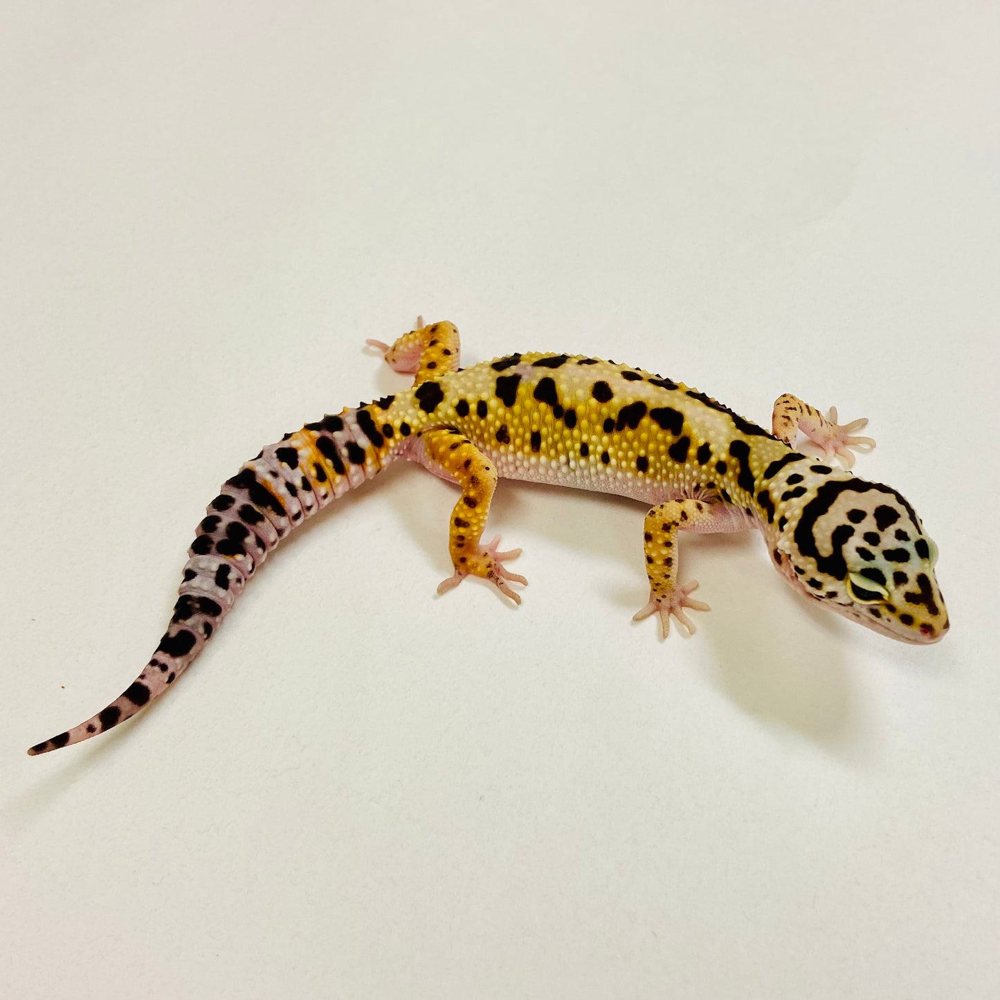 Bold Mack Snow W/Y Leopard Gecko Female 2025-186