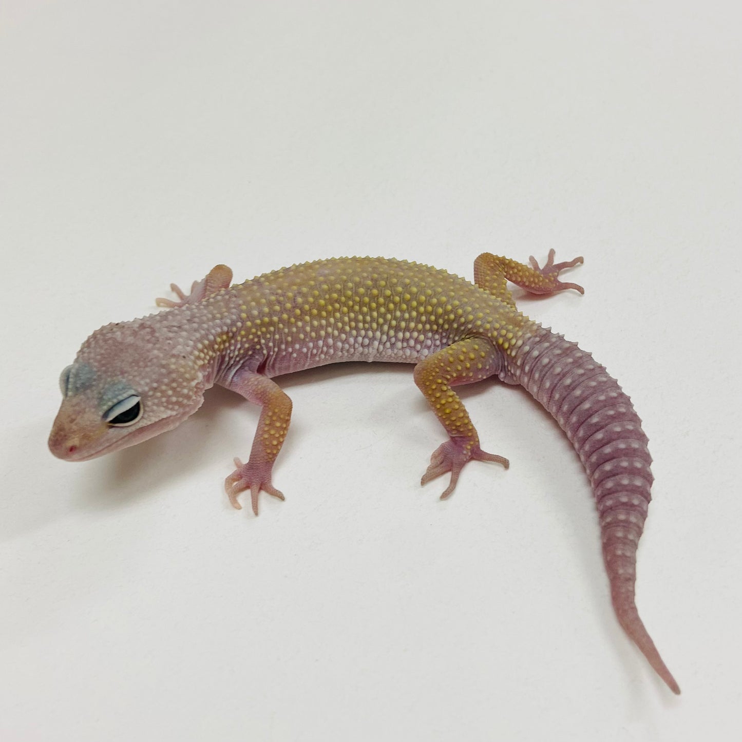 Murphy Patternless Leopard Gecko Male 2025-132