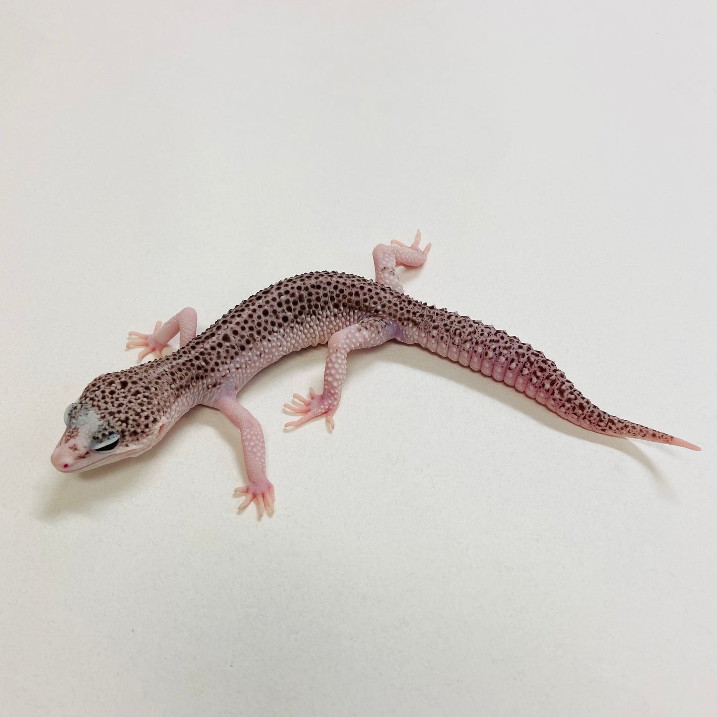 Universe Leopard Gecko Male 2025-178