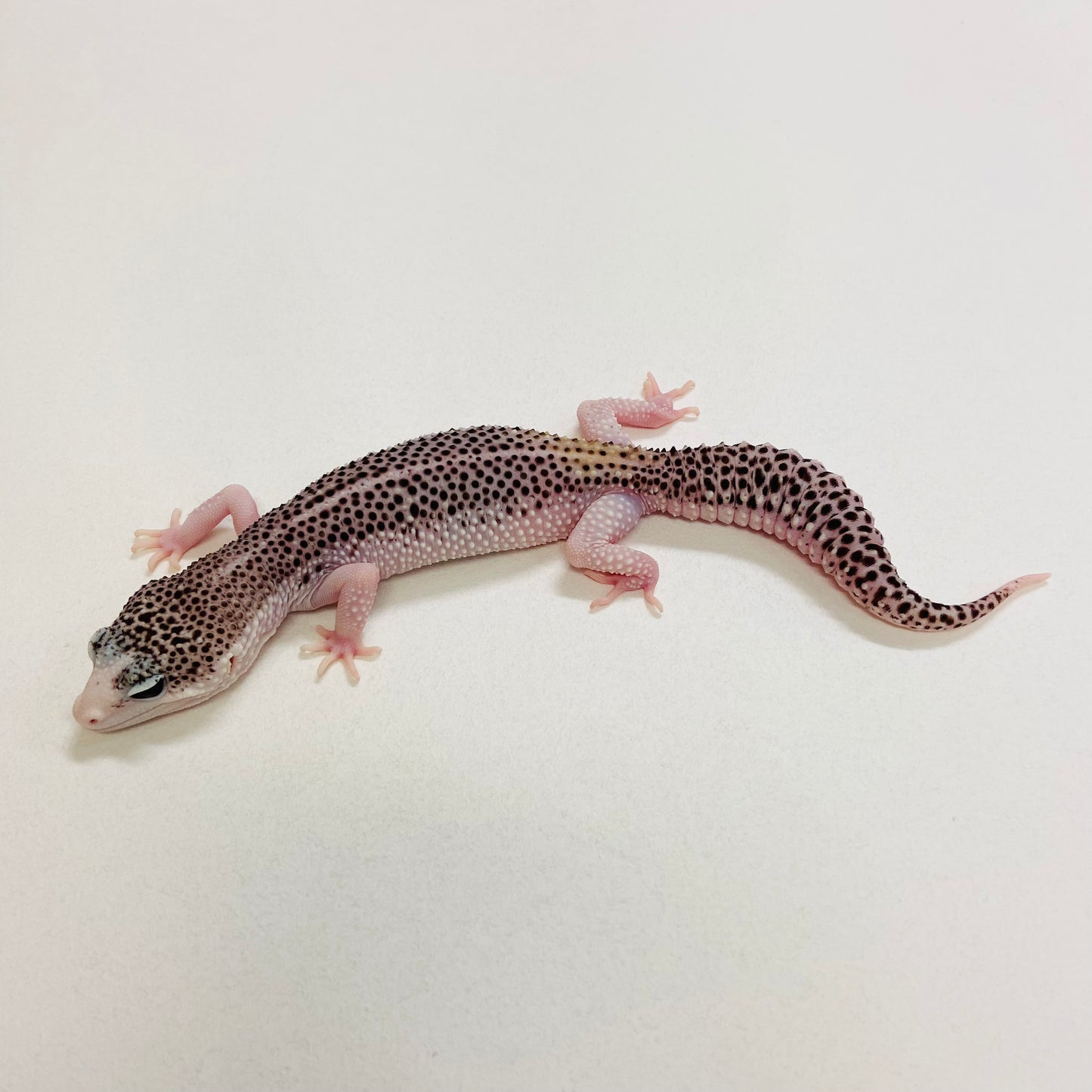 Universe Leopard Gecko Female 2025-179