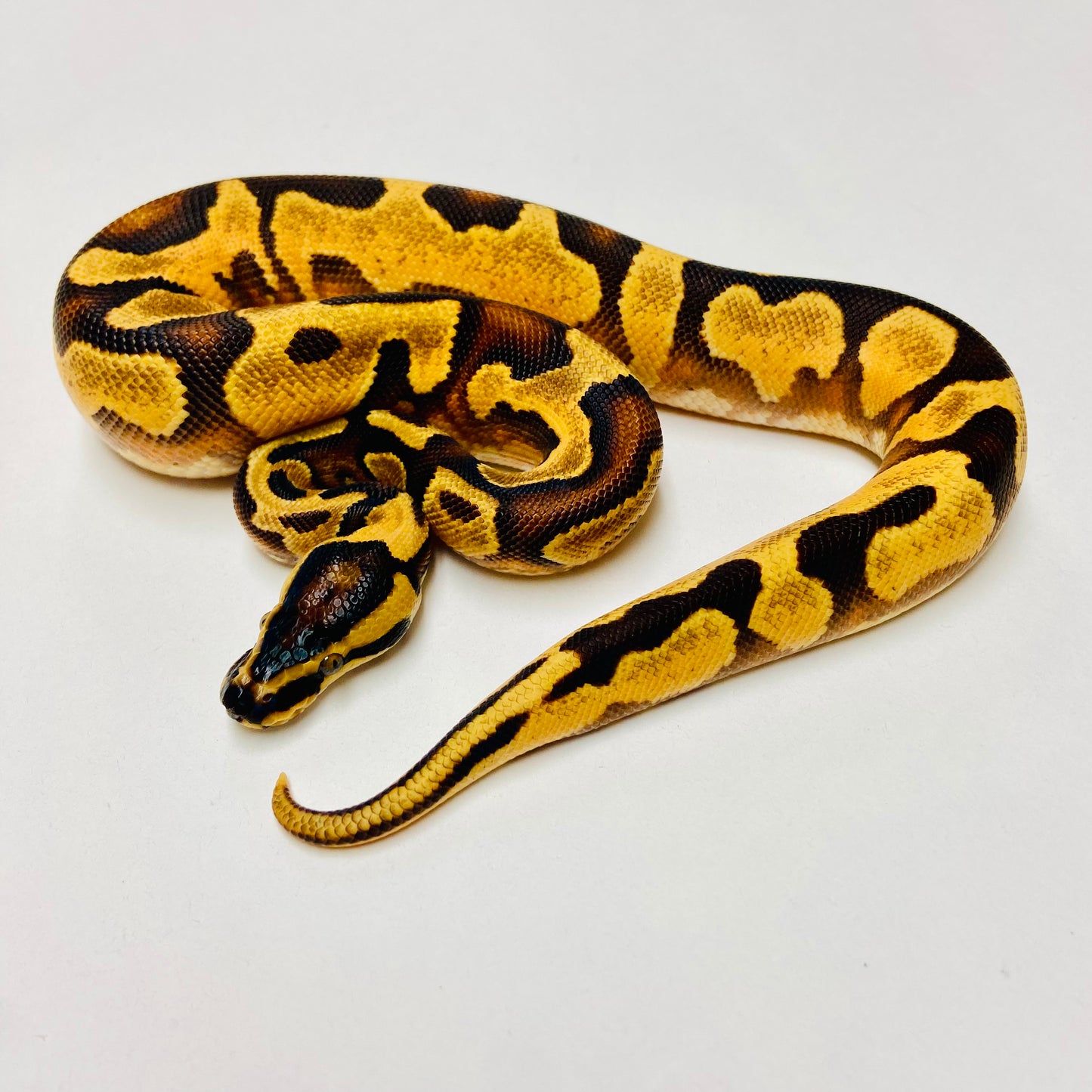 Enchi Orange Dream Leopard Yellowbelly Het Pied Ball Python Male 2025M01