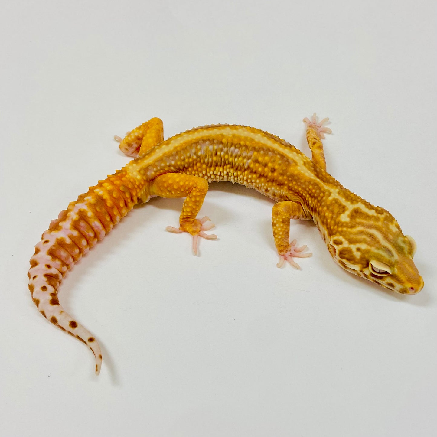 Adult Group 2.5 Bold Bell Eclipse Leopard Gecko LBG-13