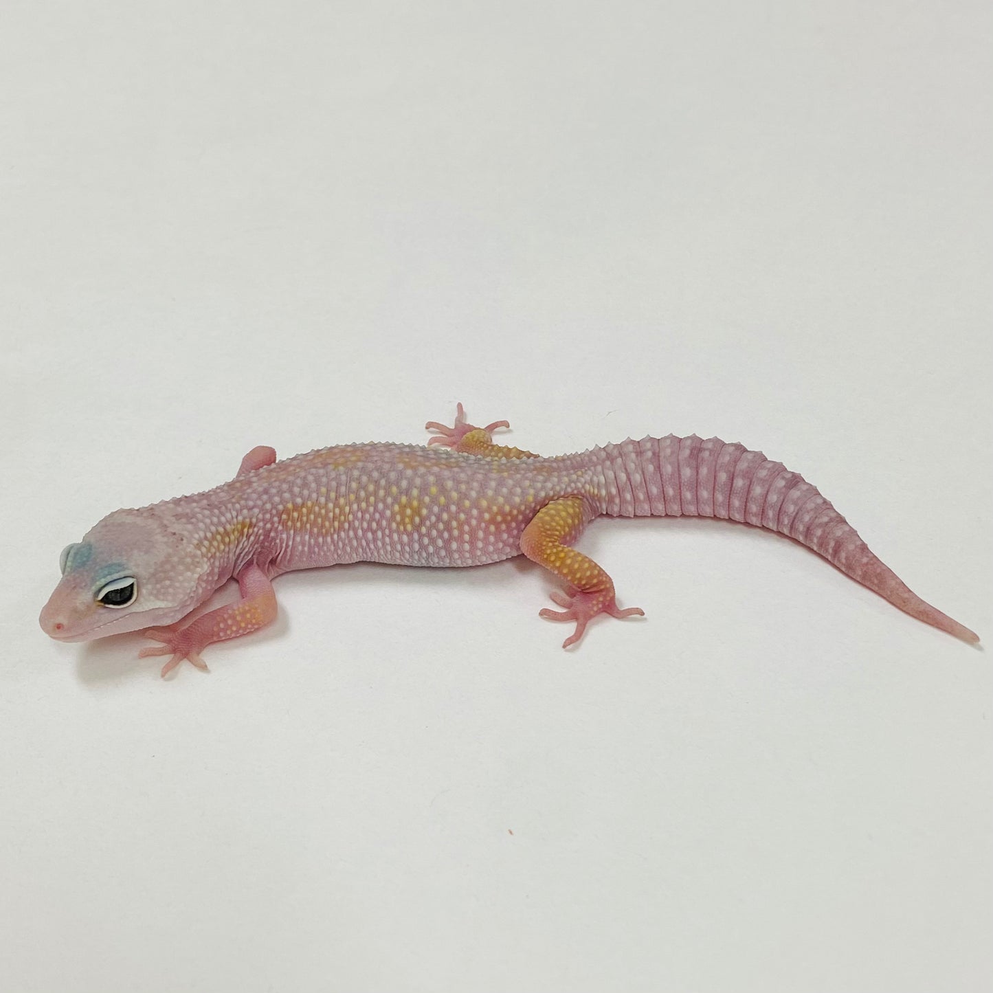 Murphy Patternless Mack Snow Leopard Gecko 2025-109
