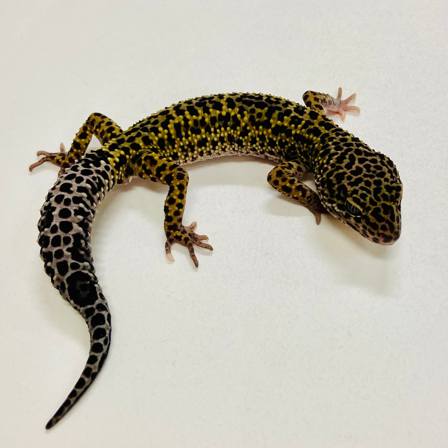 Dark Mack Snow Reverse Stripe Leopard Gecko Male 2025-140