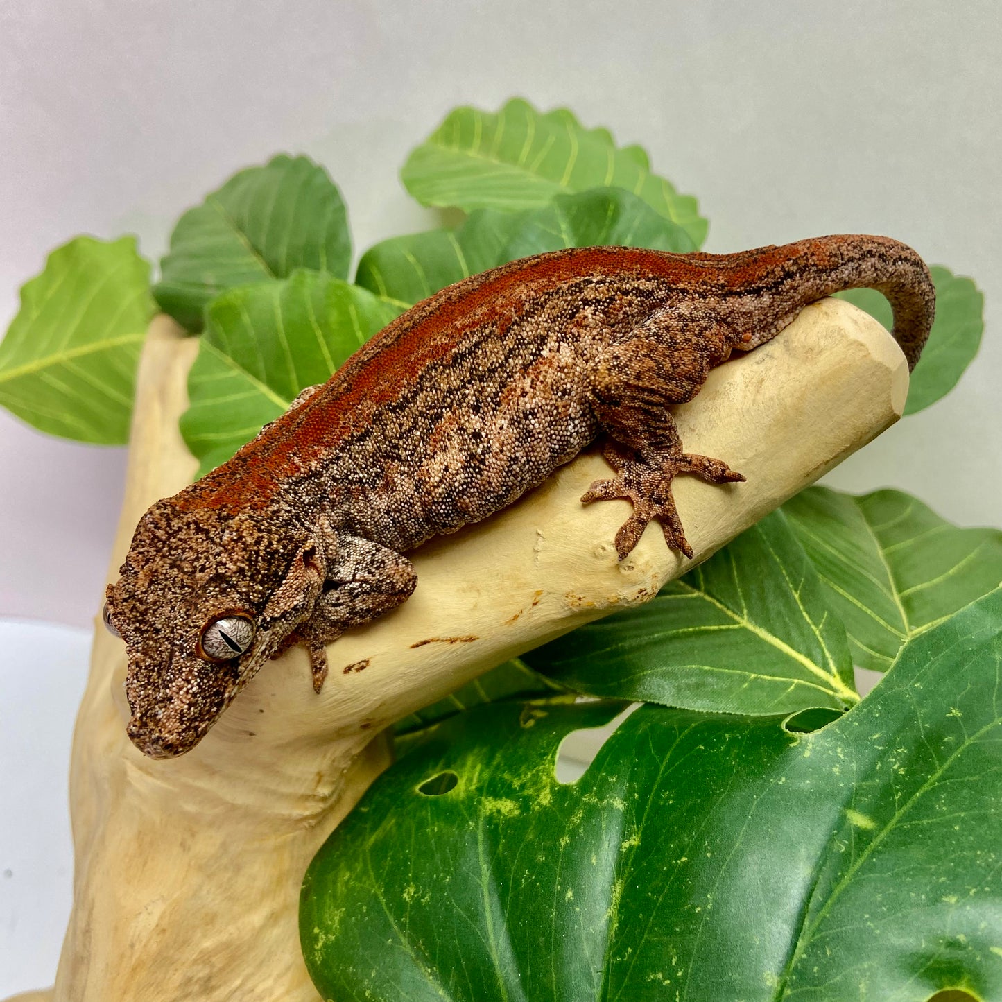 Red Stripe Gargoyle Gecko Adult Female GPB16