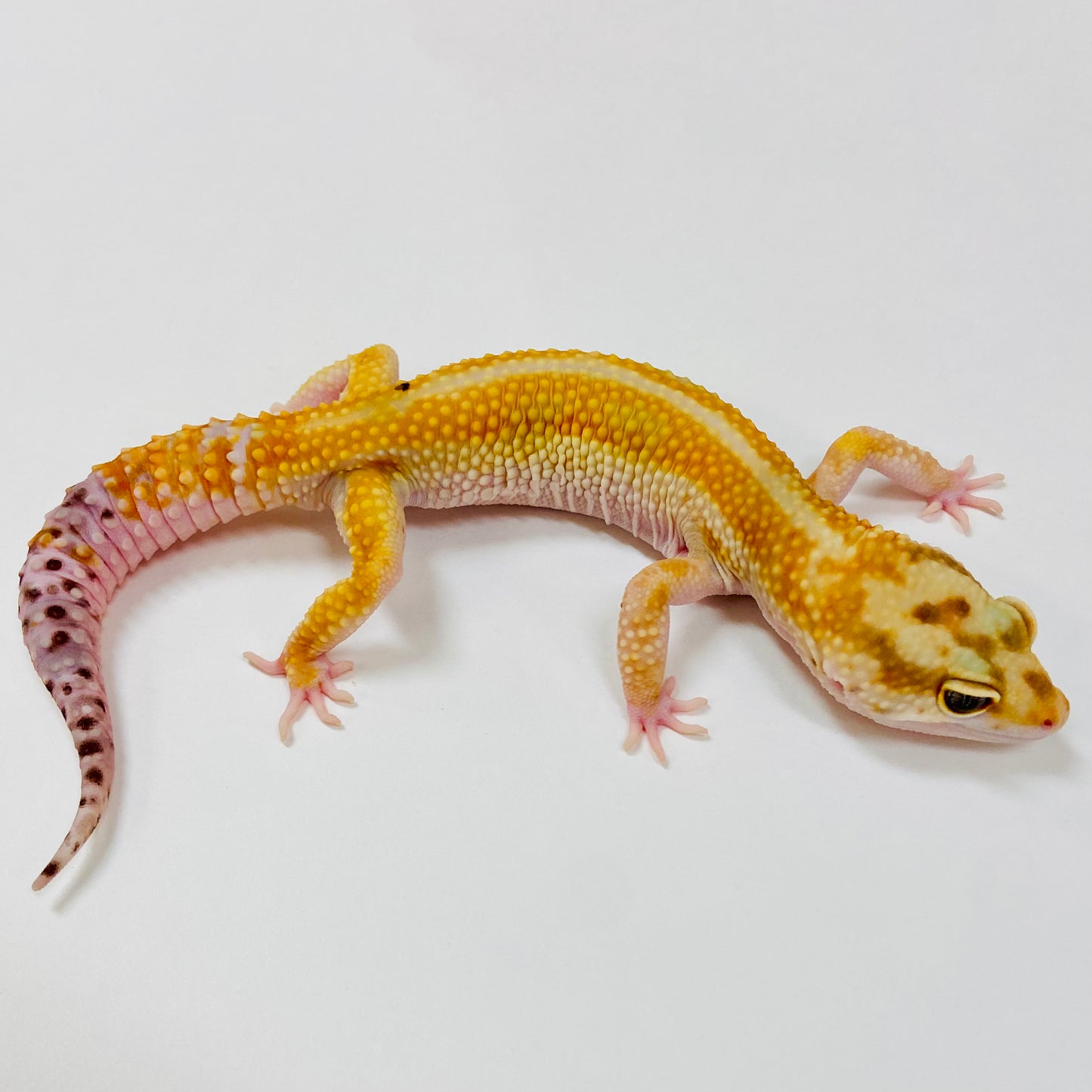 Adult Group 2.3 Citrine Leopard Gecko LBG-01