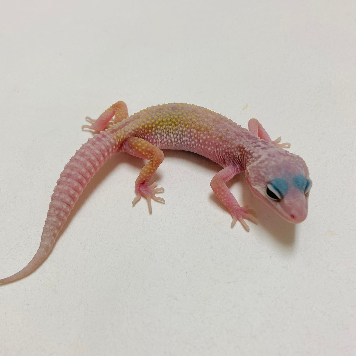 Murphy Patternless Pos MS Male Leopard Gecko 2025-005