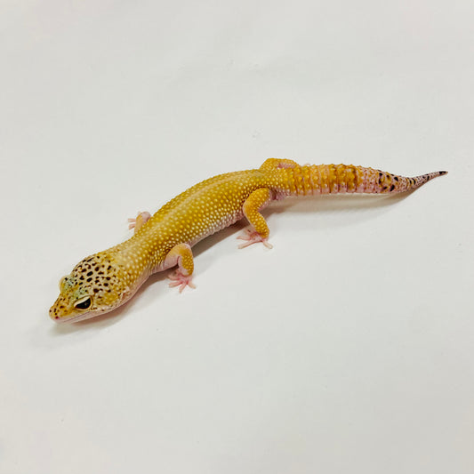 Hypo Tangerine Eclipse Leopard Gecko Male H-B5-62223-1