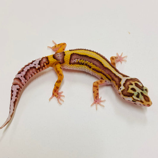 Bold Bell Leopard Gecko 2025-071